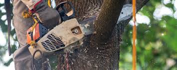 How Our Tree Care Process Works  in  Niverville, NY