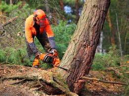 Trusted Niverville, NY Tree Care Experts