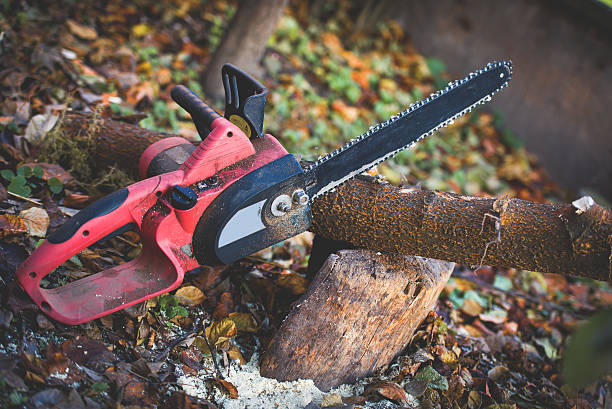 Best Firewood Processing and Delivery  in Niverville, NY
